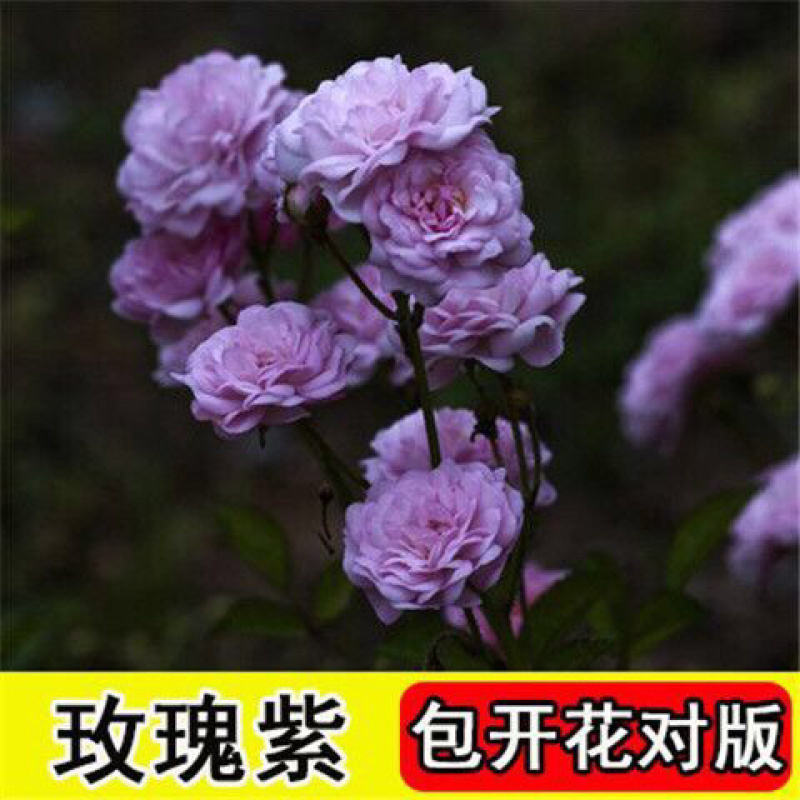 藤本月季花苗特大花蔷薇花苗爬藤盆栽四季开花攀爬墙植物好活
