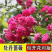 藤本月季花苗特大花蔷薇花苗爬藤盆栽四季开花攀爬墙植物好活