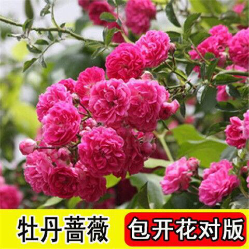 藤本月季花苗特大花蔷薇花苗爬藤盆栽四季开花攀爬墙植物好活