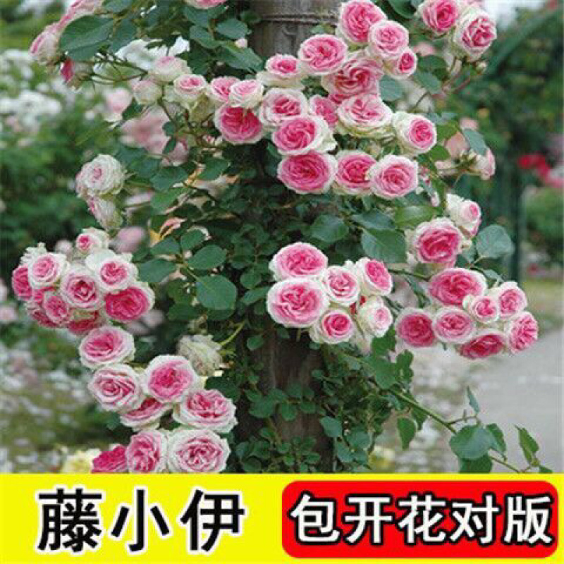 藤本月季花苗特大花蔷薇花苗爬藤盆栽四季开花攀爬墙植物好活