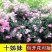 藤本月季花苗特大花蔷薇花苗爬藤盆栽四季开花攀爬墙植物好活