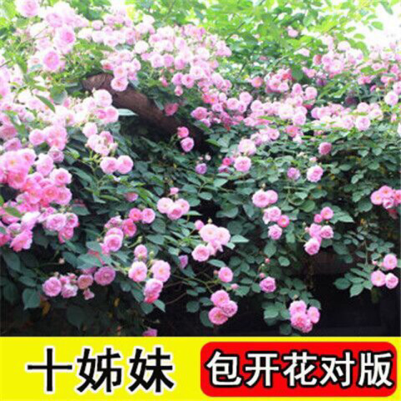 藤本月季花苗特大花蔷薇花苗爬藤盆栽四季开花攀爬墙植物好活