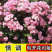 藤本月季花苗特大花蔷薇花苗爬藤盆栽四季开花攀爬墙植物好活