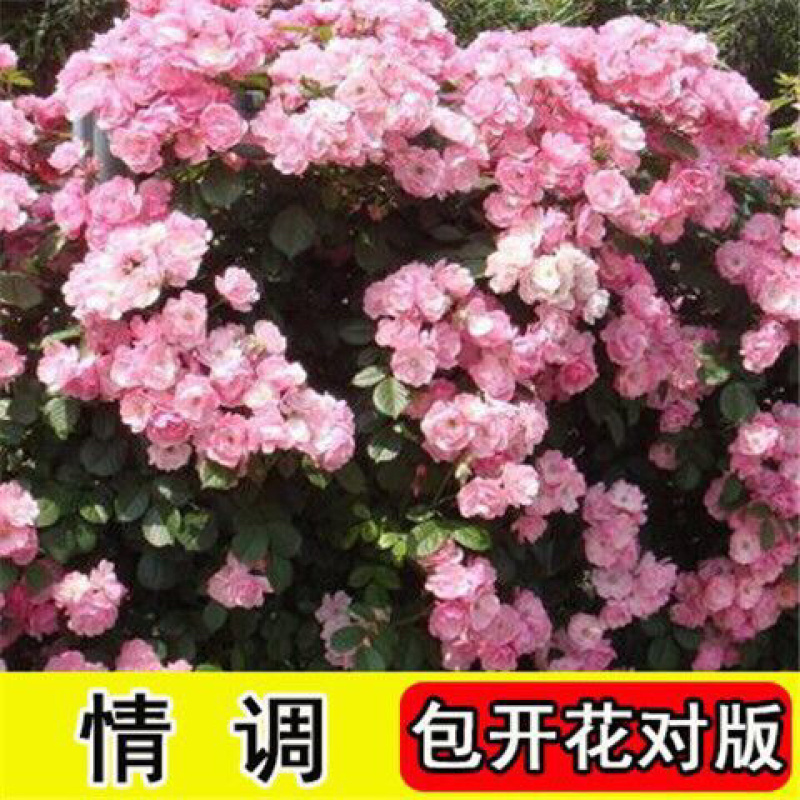 藤本月季花苗特大花蔷薇花苗爬藤盆栽四季开花攀爬墙植物好活
