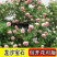 藤本月季花苗特大花蔷薇花苗爬藤盆栽四季开花攀爬墙植物好活
