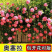 藤本月季花苗特大花蔷薇花苗爬藤盆栽四季开花攀爬墙植物好活