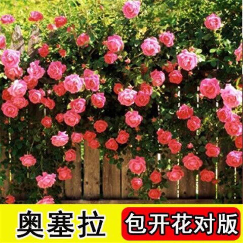 藤本月季花苗特大花蔷薇花苗爬藤盆栽四季开花攀爬墙植物好活