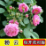 藤本月季花苗特大花蔷薇花苗爬藤盆栽四季开花攀爬墙植物好活