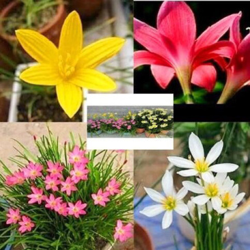 浓香型葱兰花卉盆栽绿植室内外阳台植物四季常青好养活包成活