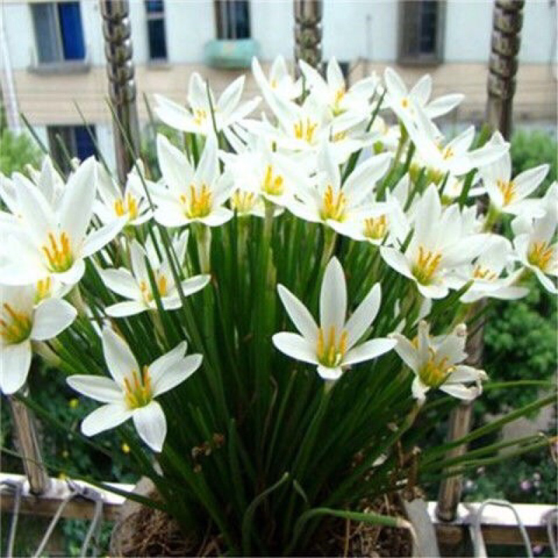 浓香型葱兰花卉盆栽绿植室内外阳台植物四季常青好养活包成活