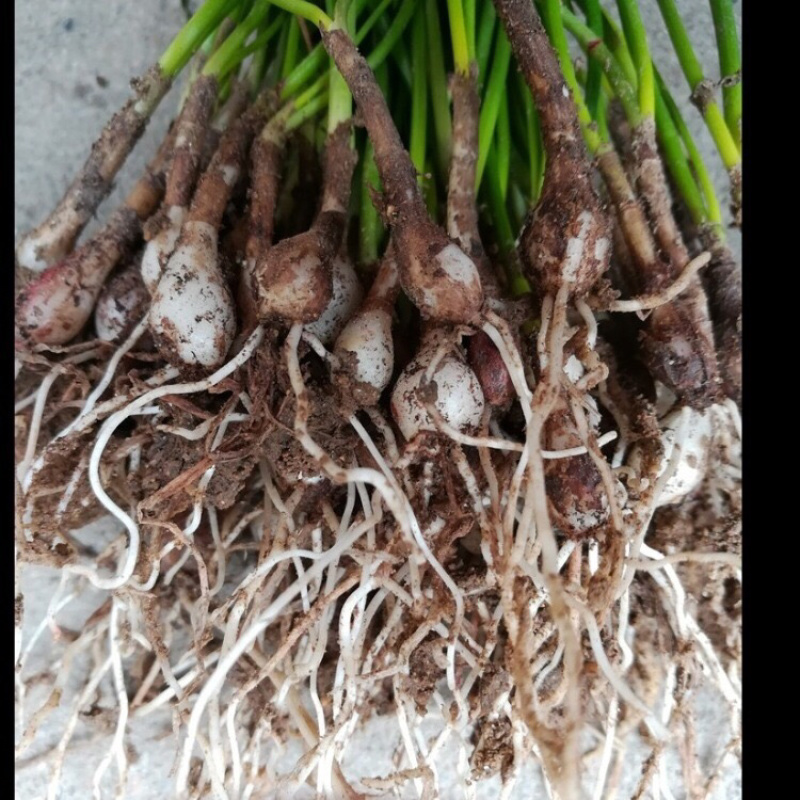 浓香型葱兰花卉盆栽绿植室内外阳台植物四季常青好养活包成活