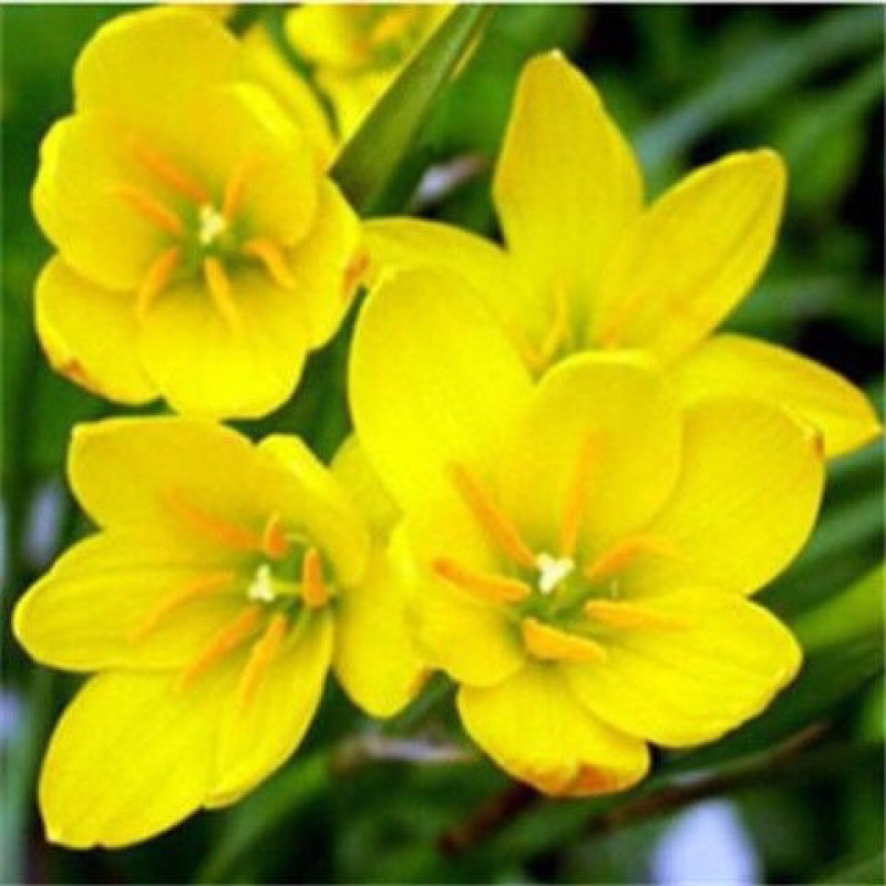 浓香型葱兰花卉盆栽绿植室内外阳台植物四季常青好养活包成活
