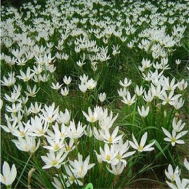 浓香型葱兰花卉盆栽绿植室内外阳台植物四季常青好养活包成活