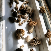 羊肚菌