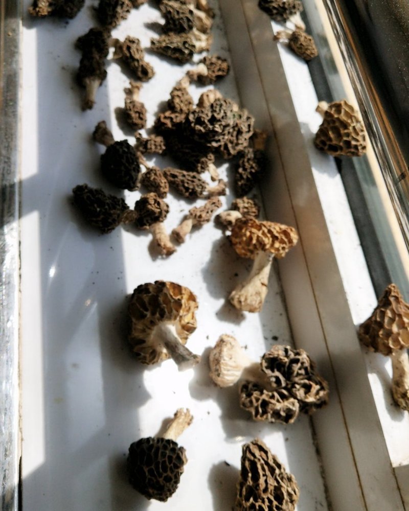 羊肚菌
