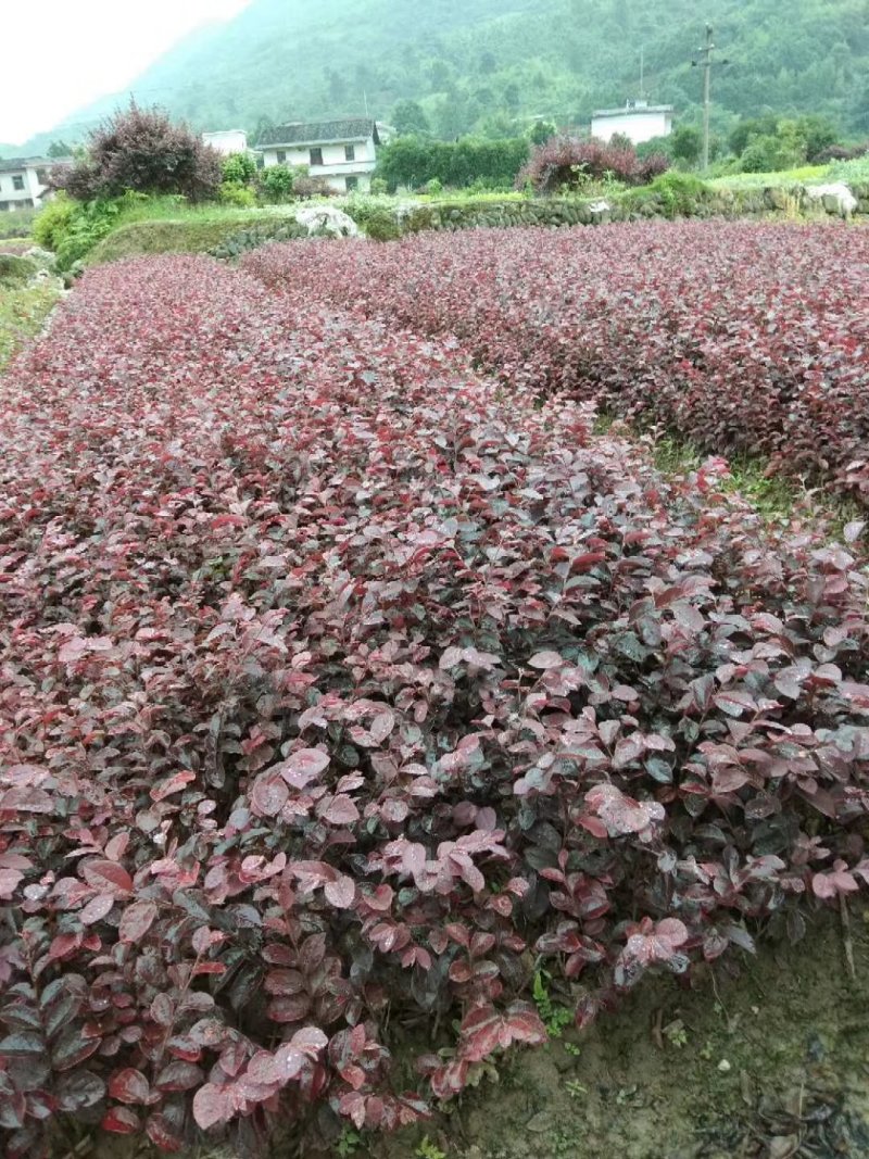 红继木小苗，红继木小苗工程专用苗，小区绿化用苗