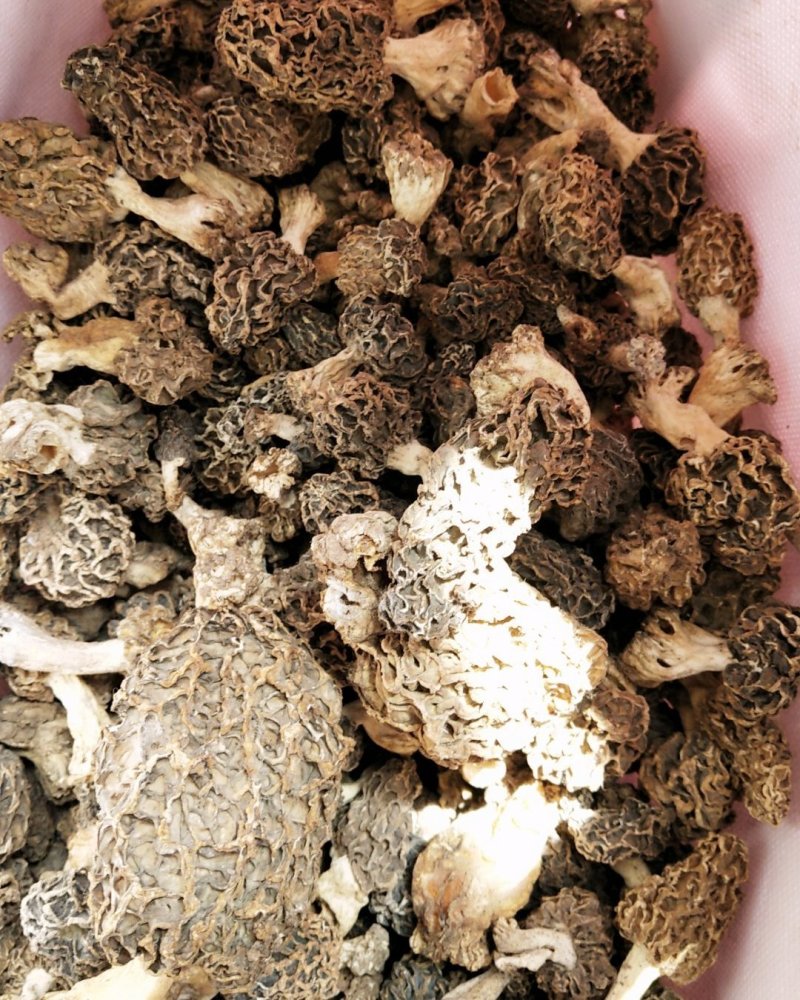 羊肚菌