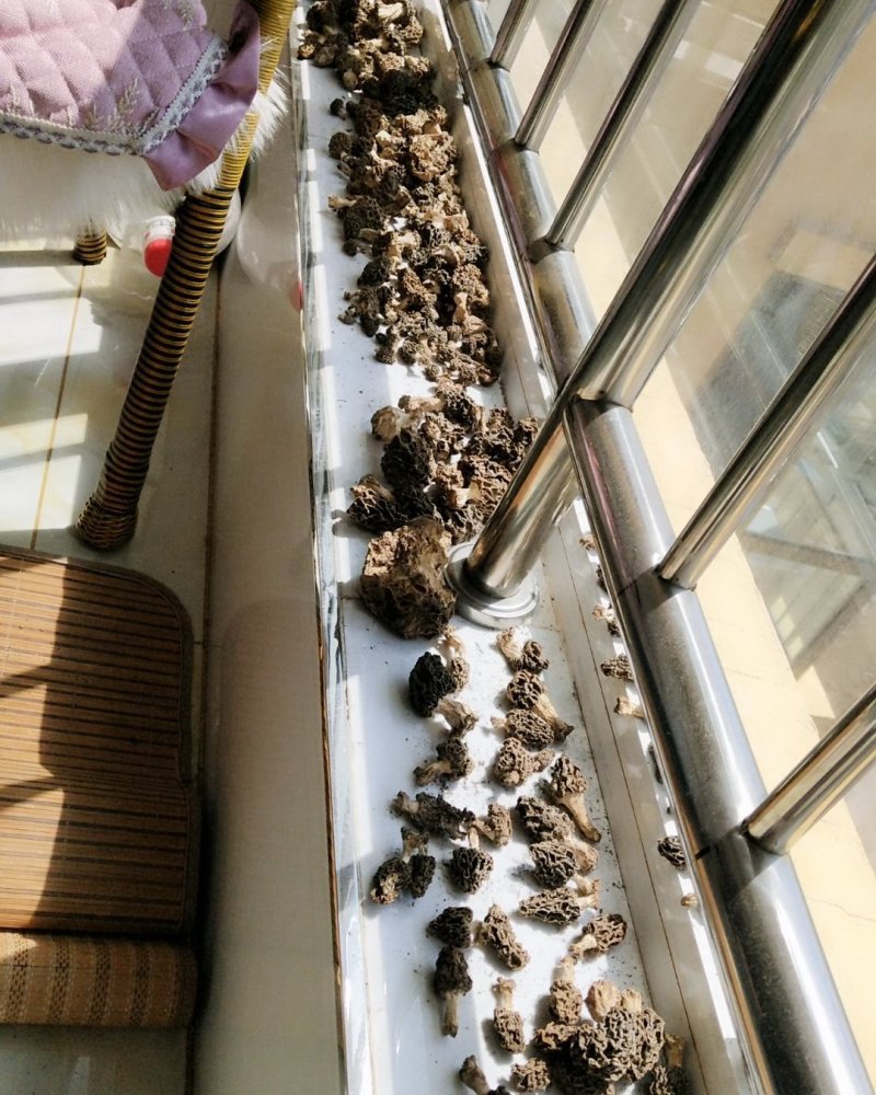 羊肚菌