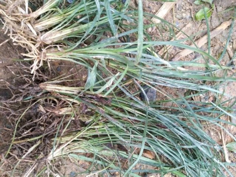 麦冬草，麦冬草基地直销，绿化麦冬草价格，道路绿化麦冬草