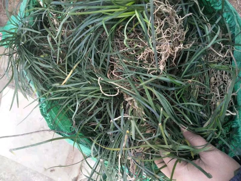 麦冬草，麦冬草基地直销，绿化麦冬草价格，道路绿化麦冬草
