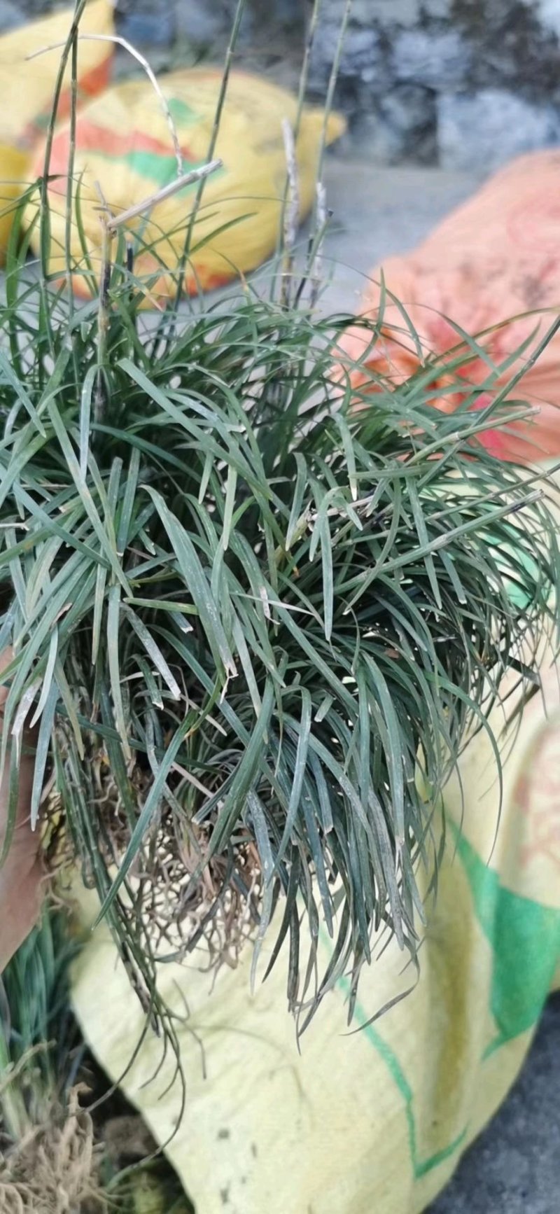 麦冬草，麦冬草基地直销，绿化麦冬草价格，道路绿化麦冬草