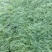 麦冬草，麦冬草基地直销，绿化麦冬草价格，道路绿化麦冬草