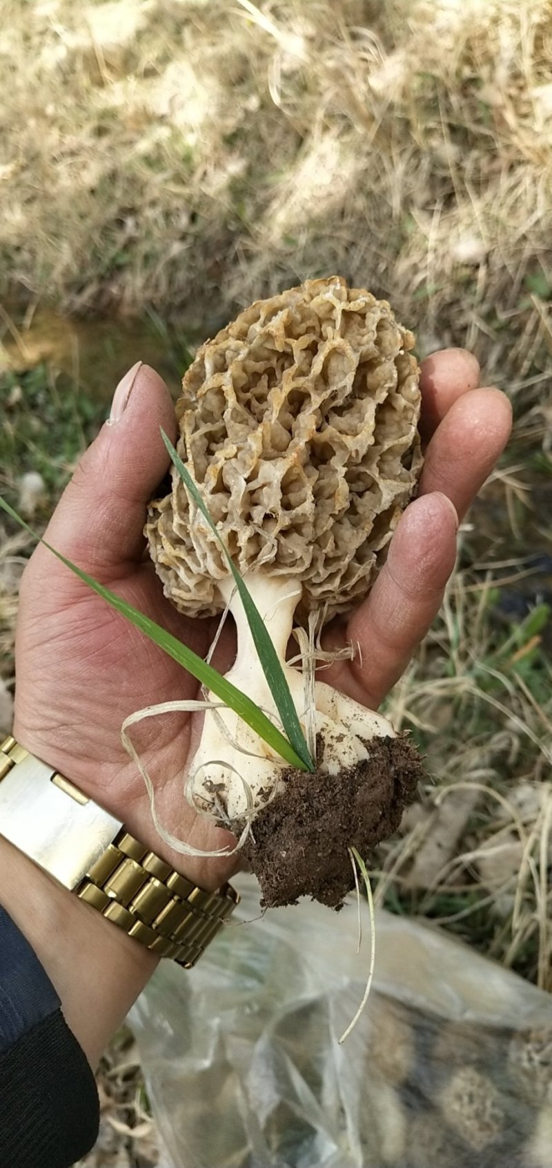 野生羊肚菌