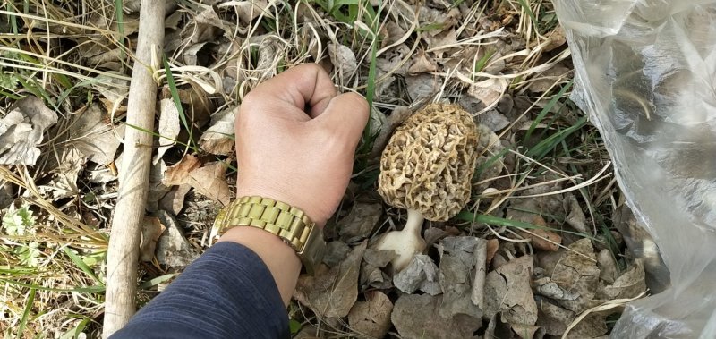 野生羊肚菌