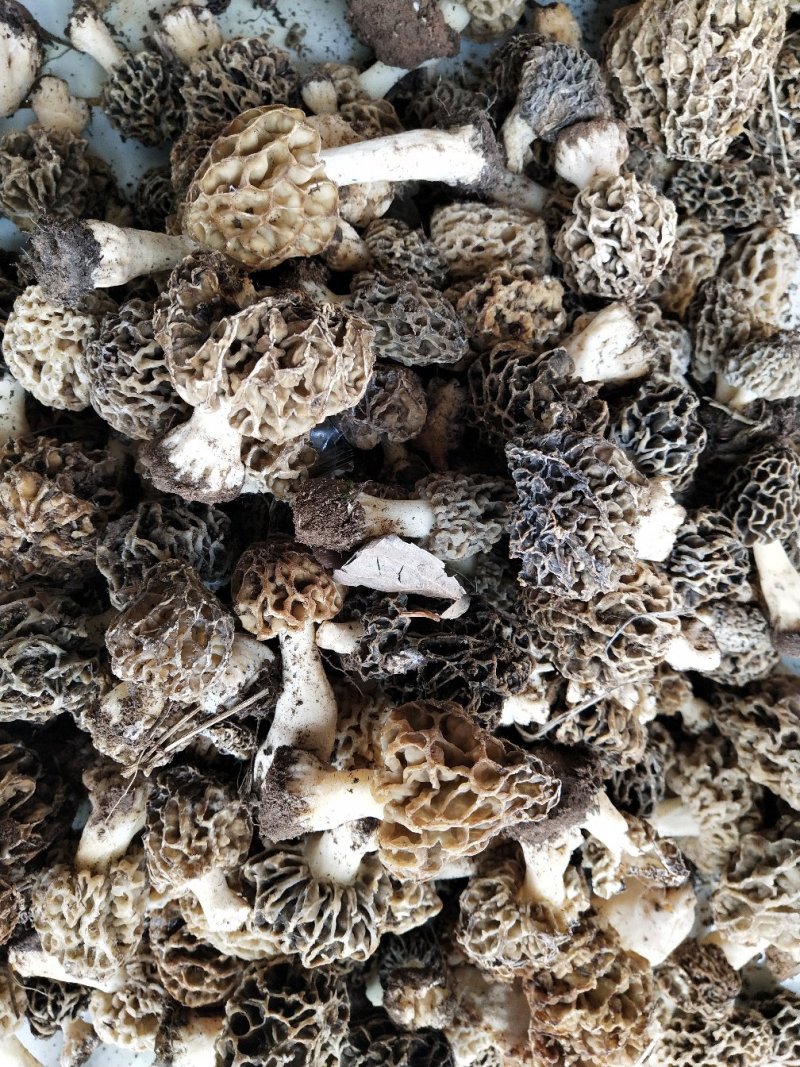野生羊肚菌