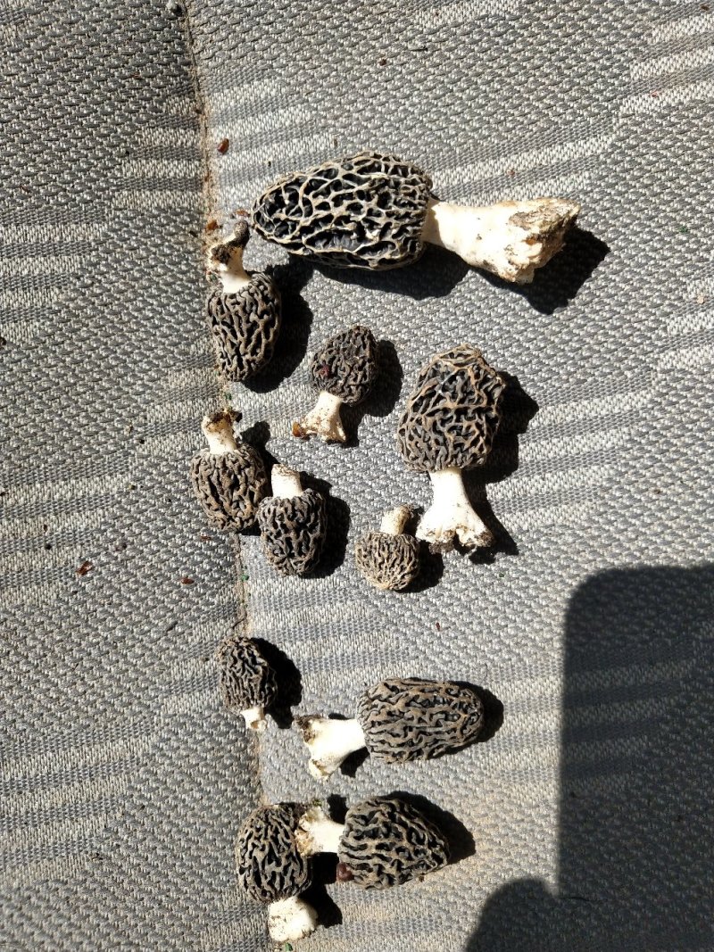 野生羊肚菌
