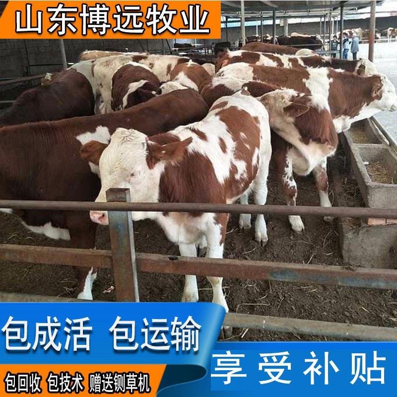 西门塔尔牛犊包成活包技术包回收包运输