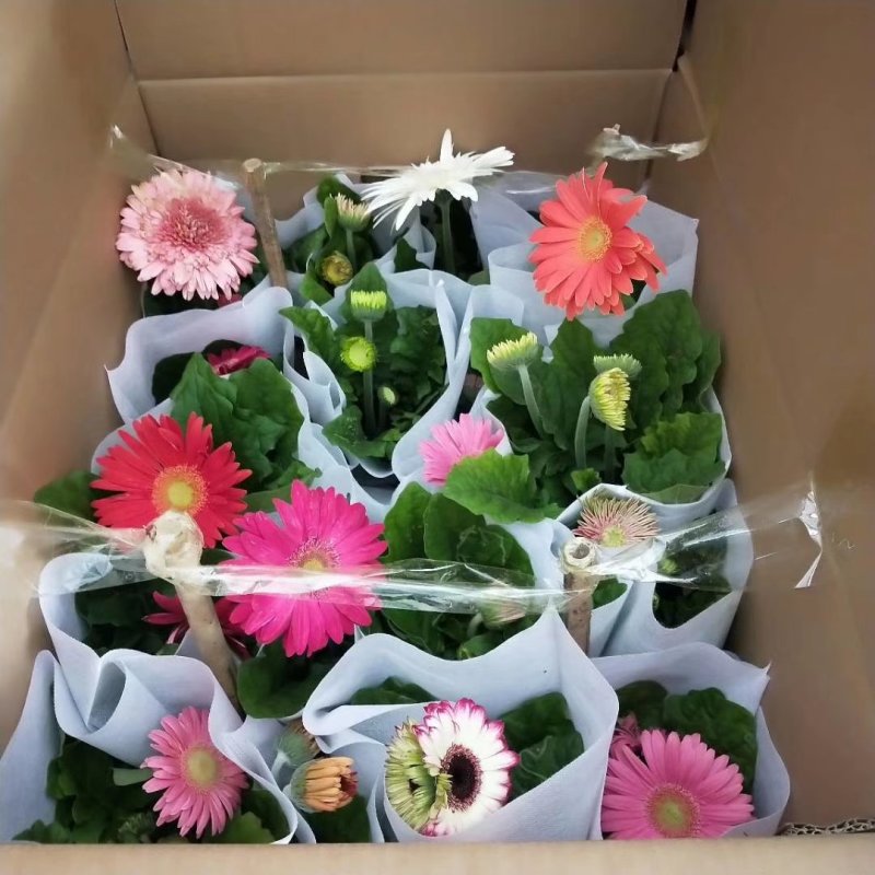 正品缤纷非洲菊盆栽品种多质量好多色混装欢迎选购