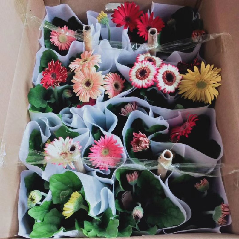 正品缤纷非洲菊盆栽品种多质量好多色混装欢迎选购
