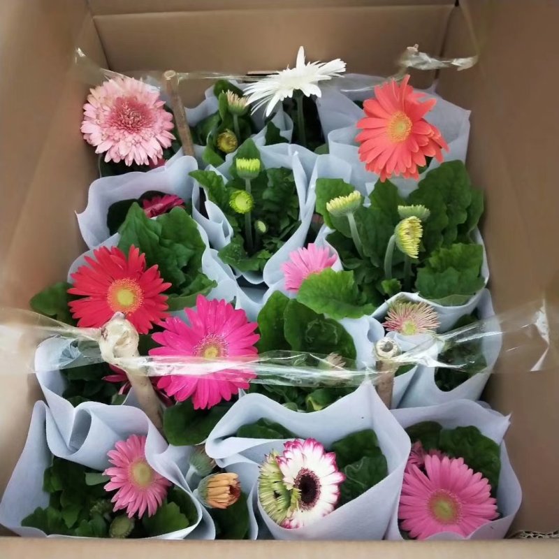 正品缤纷非洲菊盆栽品种多质量好多色混装欢迎选购