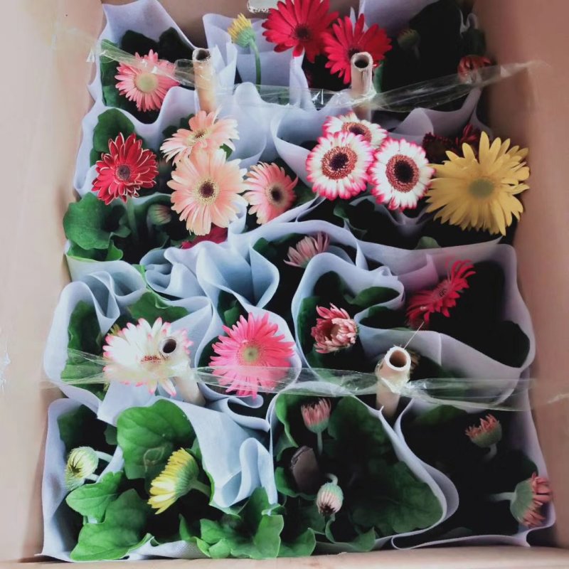 正品缤纷非洲菊盆栽品种多质量好多色混装欢迎选购