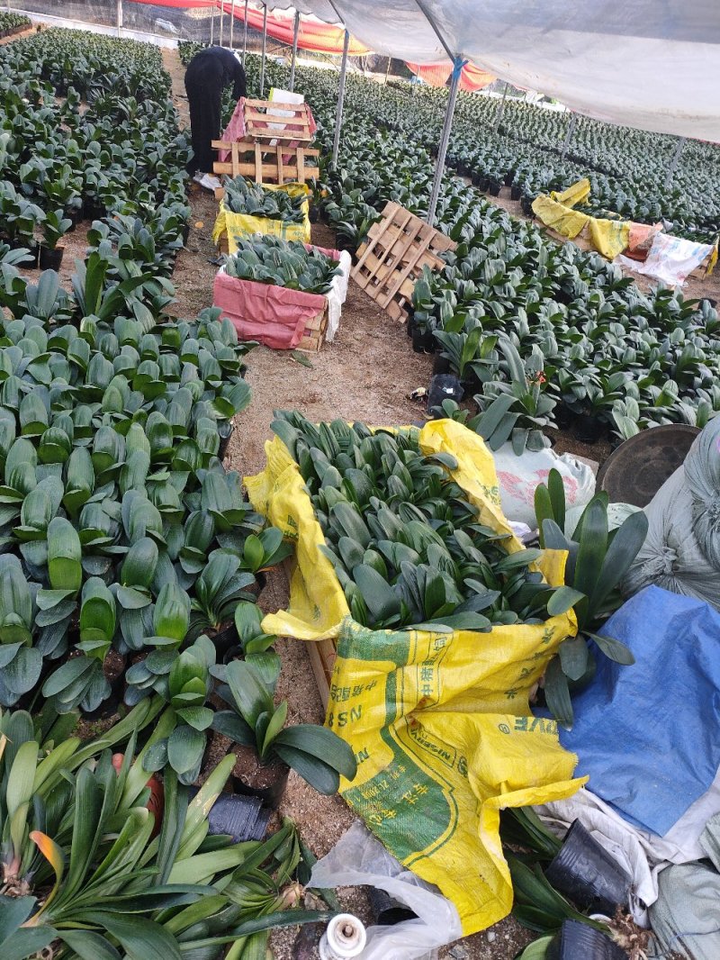 精品16杯皱叶君子兰