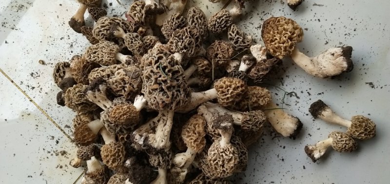 野生羊肚菌