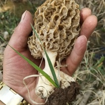 野生羊肚菌
