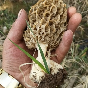 野生羊肚菌