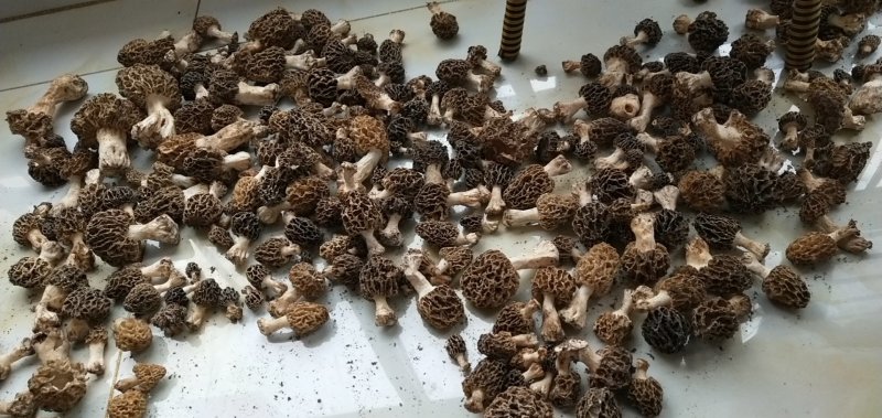 野生羊肚菌