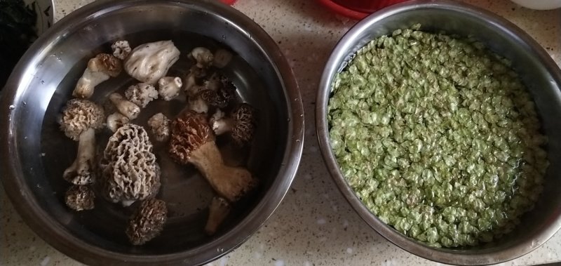 野生羊肚菌