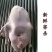 肉鹅广东正宗黑棕鹅光鹅棚鹅草鹅冰冻鹅
