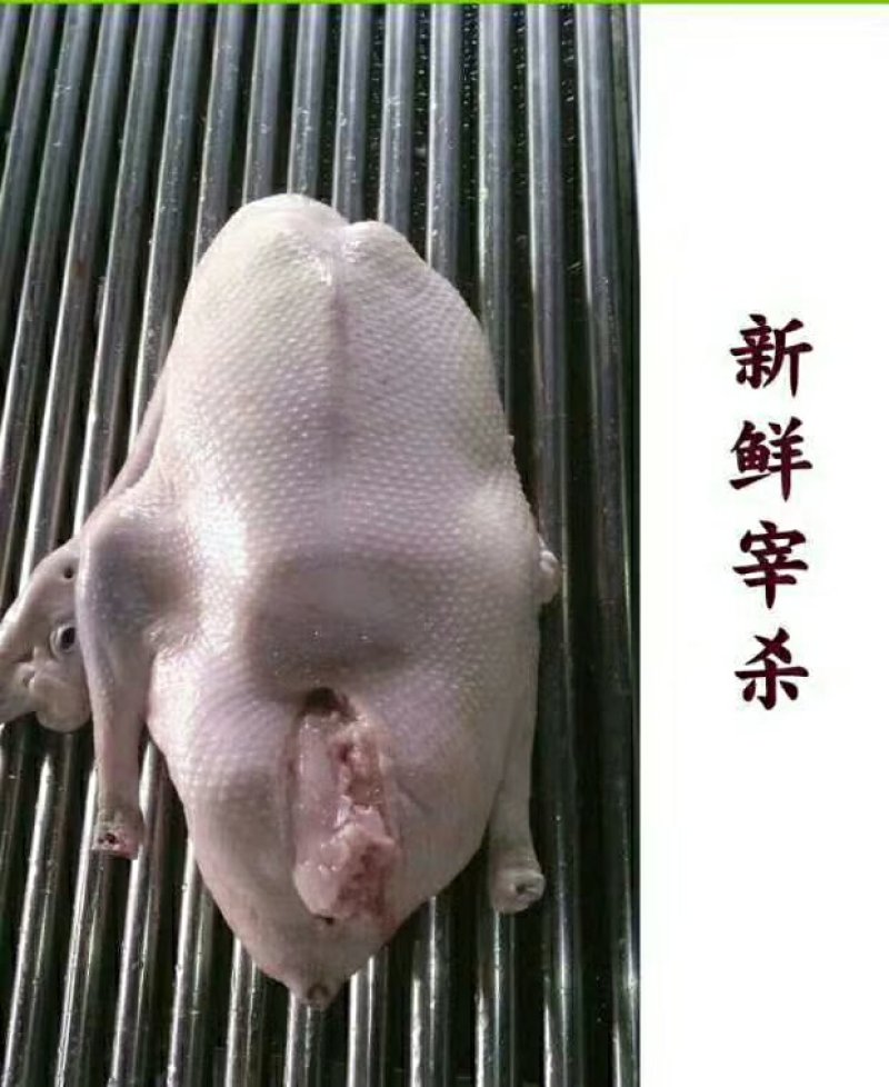 肉鹅广东正宗黑棕鹅光鹅棚鹅草鹅冰冻鹅