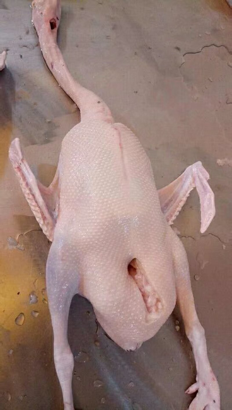 肉鹅广东正宗黑棕鹅光鹅棚鹅草鹅冰冻鹅