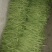 无筋豆