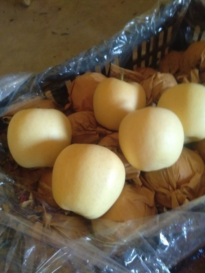 黄元帅精品货，保鲜，果把是绿的，量不多了，欲购从速。