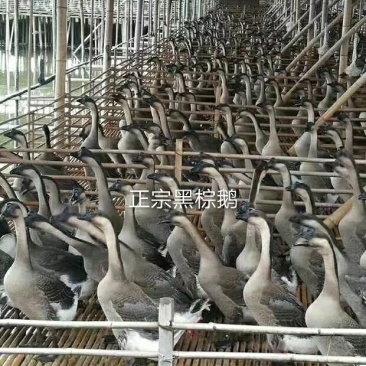肉鹅广东清远黑棕鹅新鲜鹅冰鲜鹅冰冻鹅