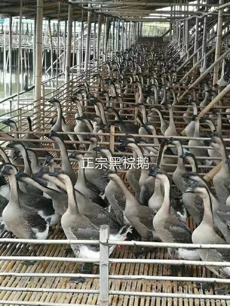 肉鹅广东清远黑棕鹅新鲜鹅冰鲜鹅冰冻鹅