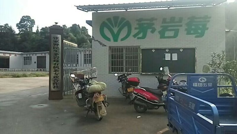 一手货源，农家莓茶，批发土家藤茶