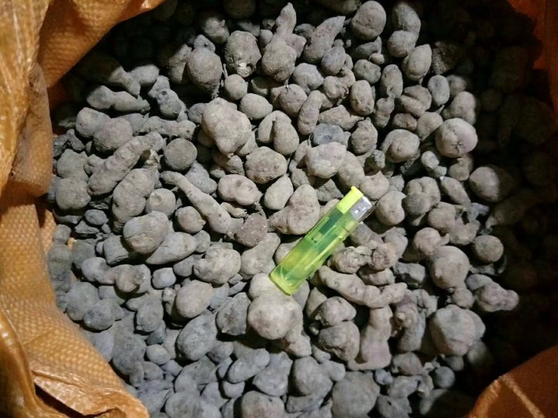三叶青新鲜货500g金线吊葫芦广西山里采摘白肉干货石老鼠